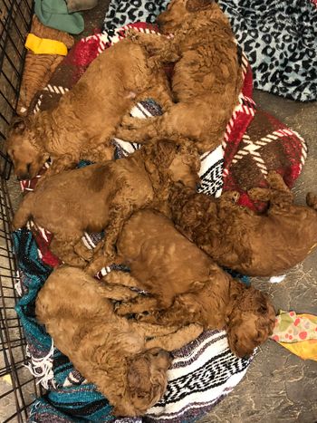 The little fried chickens
