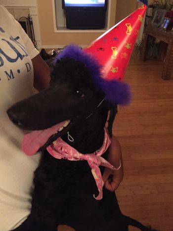 Duchess celebrating her 1 yr birthday (Cali x Lombardi 2014)
