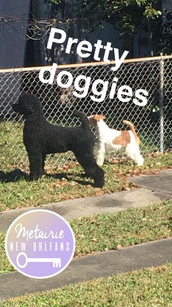 Misha and her BFF, Spiffy the Wire Fox Terrier
