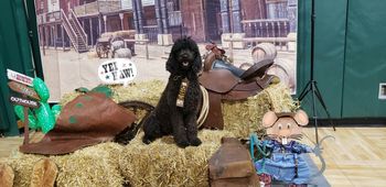 After earning her instinct title at the Barn Hunt trial
