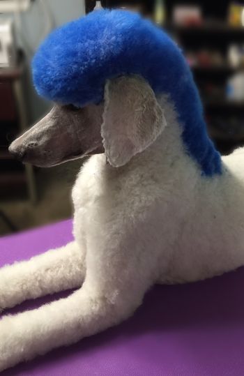 Camille sporting her funky blue mohawk before her barn hunt practice
