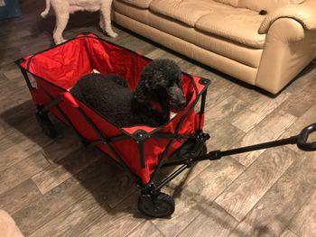Comet in her wagon
