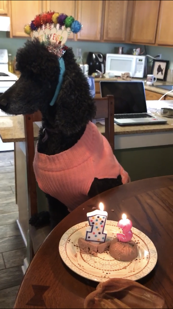 Comet made it to her 13th "golden" birthday!
