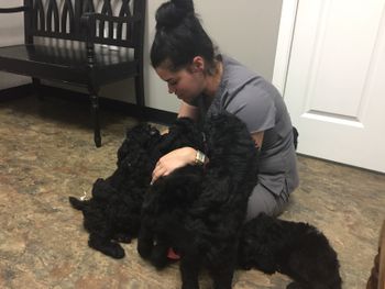 Puppies swarm Dr. Amster of St. Bernard Veterinary Hospital during their health exam
