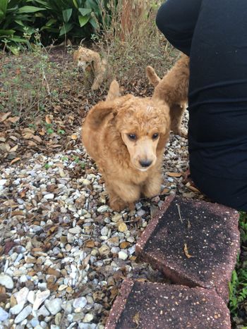 "Judah" from co bred litter with NOLA Standards - how much fun is he?!
