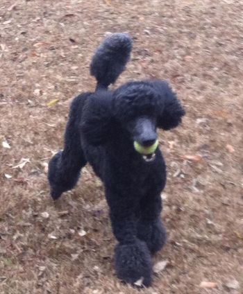 She's alreadys ready to play fetch!

