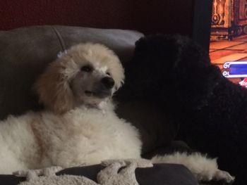 Comet cleaning Lil Bit's ear
