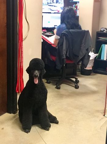 Misha is the unofficial mascot for Allstar Animal Clinic, where she routinely hangs out with her guardian mom & groomer, Kristin Falterman
