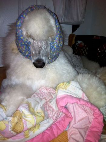 Armani's beautiful ears are protected from being chewed accidentally. He is wearing something called a "snood." I also frequently put bracelet protectors on his front legs so they don't get chewed up as well. It's a job to preserve show coat, but an ounce of prevention is worth a pound of cure!
