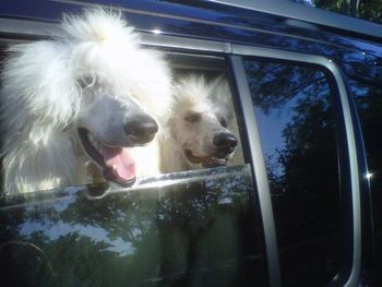 Bentley and Armani (littermates) waiting excitedly to get going to the dog show!
