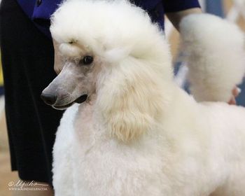 Little Armani as a 10 mo. old pup, the day before he finished his AKC championship. Photo by Malinda Julien
