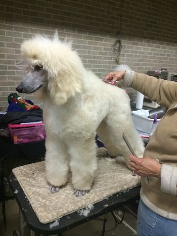 Clover in Decatur, AL - Her first show
