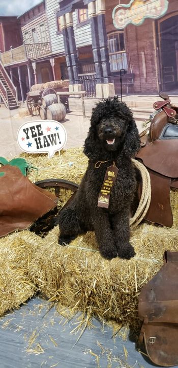 Olivia looking the part at the NOLA Barn hunt and friends Trial in Kenner 9/19
