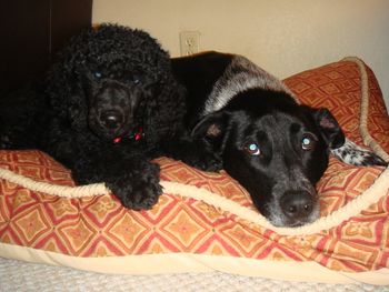Beau & Django
