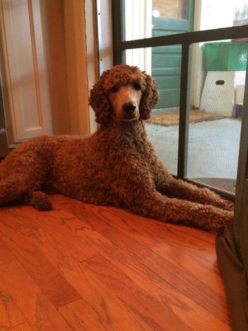 Happy 1 yr birthday to "Bogie!"
