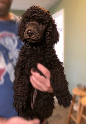 Cocoa's sister Bella (formerly Tootsie)
