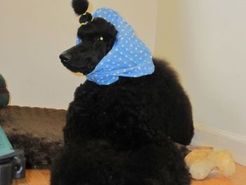 This is called a "snood." It is designed to let dogs have fun chewing without eating their ears! Giselle loves her snood because she knows a tasty bone comes after I put it on!
