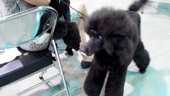 Dog shows are supposed to be fun! Here, Cali is enjoying finding goodies on the floor to play with in Biloxi, MS.
