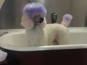 Cotton Candy Fro at Nancy's shop - Fleur de Paws - color is fun!!
