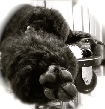 Sweet Cali behaving on the grooming table
