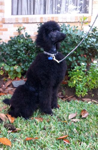 This is Derbigny at 1 yr, a pretty girl from the Oct 2010 Comet x Dino litter
