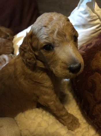 "Bogie" from co bred litter with NOLA Standards
