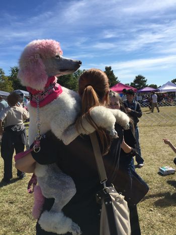 Enjoying the beautiful day- Petfest Nov 2, 2014

