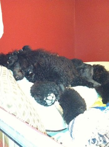 Cali exhibiting the classic poodley trait of staying near an under-the-weather owner
