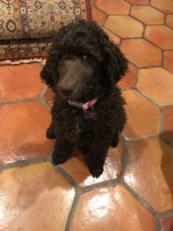 Bella - formerly Tootsie
