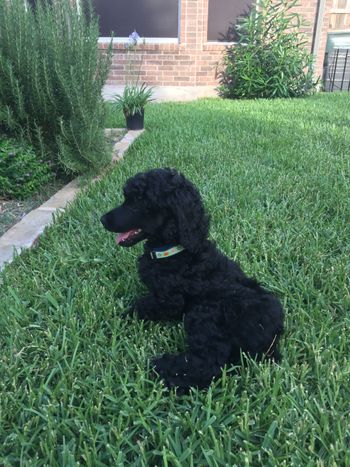 Kaia, Deuce x Tatiana pup
