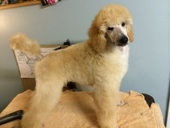 Her pretty apricot puppy coat
