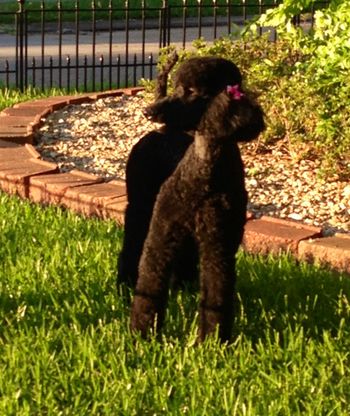 Our pretty little Cali after the grooming seminar
