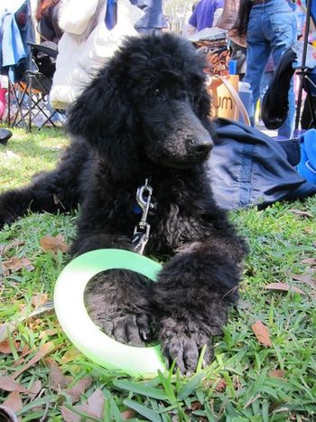 Derbigny caught a frisbee ar Thoth Parade on Saturday! Happy Mardi Gras!!
