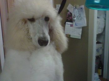 Getting ready to hit the town - here, Armani gives his best Clint Eastwood look
