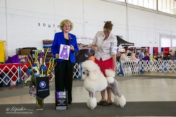 CH Olympia La Dame aux Camelias & Handler Sarah Perchick
