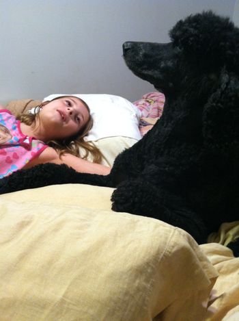 an "air of dignity" characterizing the standard poodle
