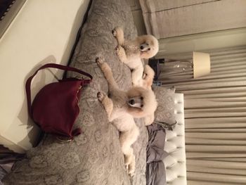 Precious Cali x Liam pups
