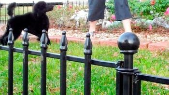 the focus of a promising puppy
