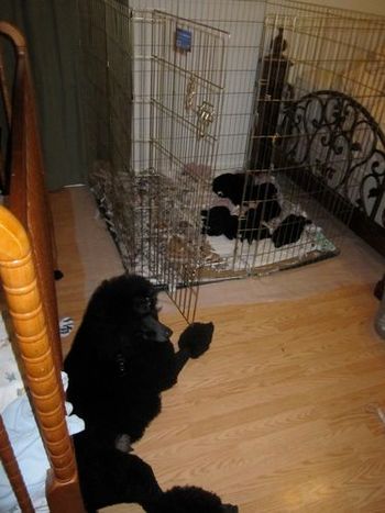 Comet relaxin' by her little ones. She is an awesome mom.
