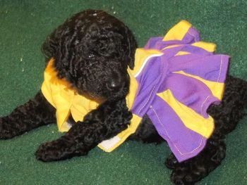 Geaux Tigers! (disclaimer) I'm really not into dressing animals up, but my sis bought this and we couldn't help ourselves. She wore it for about 10 seconds! So cute
