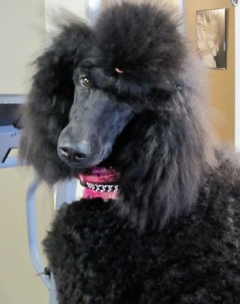Giselle in her protective collar from poodleit.com
