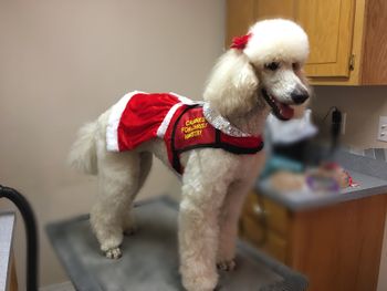 Tatiana looking precious to go see her friends at the nursing home for Christmas
