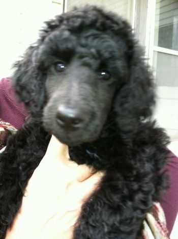 Cali at Debra's as a very young girl of 7 weeks!
