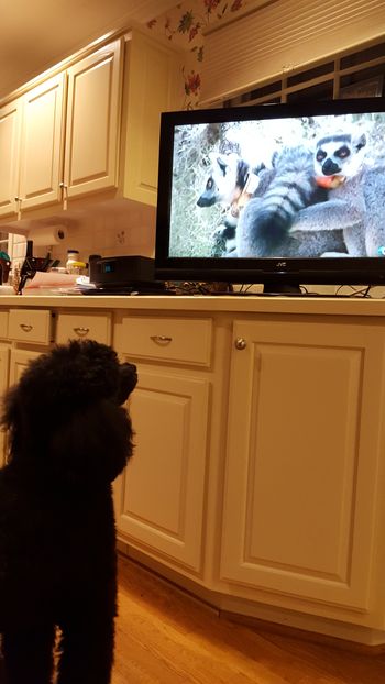 Lexie enjoying Animal Planet
