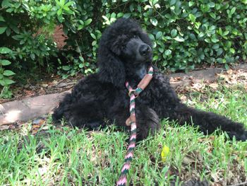 Sampson hears a sound
