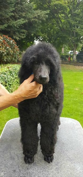 Misha as a very young pup
