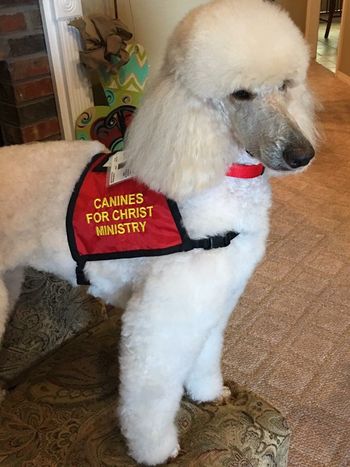 Putting her therapy training and canine good citizen title to work
