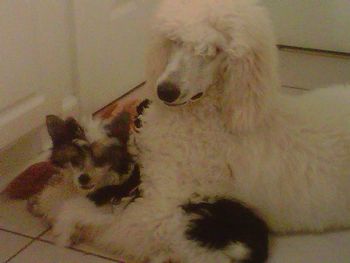Queen Lily and Armani
