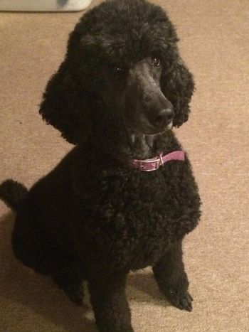 Comet, nearly 10 years old. Dec 2014
