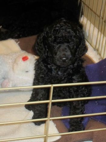 Baby Derbigny pouting about being in her pen
